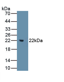 MMP3 Antibody - Western Blot Sample: Recombinant MMP3, Human