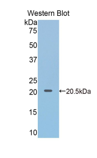 MMP3 Antibody - Western blot of recombinant MMP3 / MMP-3.  This image was taken for the unconjugated form of this product. Other forms have not been tested.