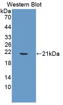 MMP3 Antibody - Western Blot; Sample: Recombinant protein.