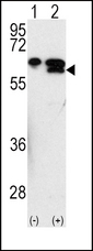 MMP3 Antibody - Western blot of MMP3 (arrow) using rabbit polyclonal MMP3 Antibody. 293 cell lysates (2 ug/lane) either nontransfected (Lane 1) or transiently transfected with the MMP3 gene (Lane 2) (Origene Technologies).