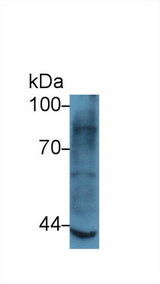 MMP3 Antibody - Western Blot; Sample: Rat Skeletal muscle lysate; Primary Ab: 5µg/ml Rabbit Anti-Human MMP3 Antibody Second Ab: 0.2µg/mL HRP-Linked Caprine Anti-Rabbit IgG Polyclonal Antibody