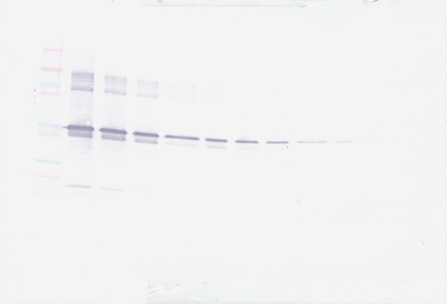 MMP3 Antibody - Biotinylated Anti-Human MMP-3 Western Blot Reduced