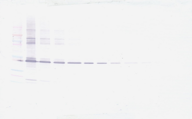 MMP3 Antibody - Biotinylated Anti-Human MMP-3 Western Blot Unreduced