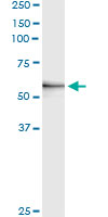 MMP3 Antibody - Immunoprecipitation of MMP3 transfected lysate using anti-MMP3 monoclonal antibody and Protein A Magnetic Bead, and immunoblotted with MMP3 rabbit polyclonal antibody.