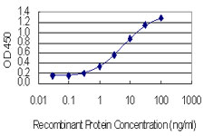 MMP3 Antibody - Detection limit for recombinant GST tagged MMP3 is 0.1 ng/ml as a capture antibody.