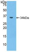 MMP7 / Matrilysin Antibody - Western Blot; Sample: Recombinant MMP7, Mouse.