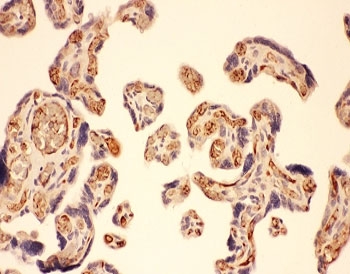 MMP7 / Matrilysin Antibody - IHC-P: MMP7 antibody testing of human placenta tissue