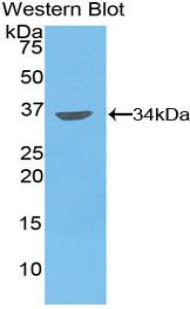 MMP7 / Matrilysin Antibody - Western blot of recombinant MMP7 / MMP-7.  This image was taken for the unconjugated form of this product. Other forms have not been tested.