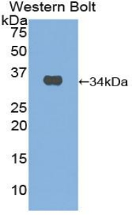 MMP7 / Matrilysin Antibody - Western blot of recombinant MMP7 / MMP-7.  This image was taken for the unconjugated form of this product. Other forms have not been tested.