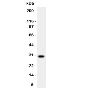 MMP7 / Matrilysin Antibody - Western blot testing of MMP7 antibody and rat brain lysate