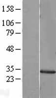 MMP7 / Matrilysin Protein - Western validation with an anti-DDK antibody * L: Control HEK293 lysate R: Over-expression lysate
