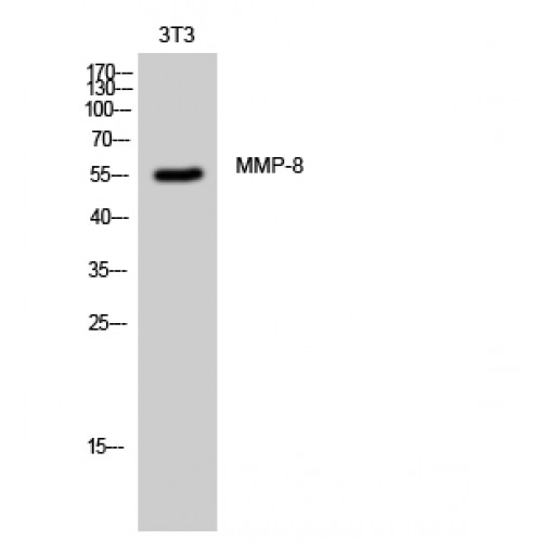 MMP8 Antibody - Western blot of MMP-8 antibody