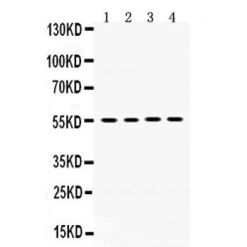MMP8 Antibody - MMP8 antibody Western blot. All lanes: Anti MMP8 at 0.5 ug/ml. Lane 1: Mouse Testis Tissue Lysate at 50 ug. Lane 2: NIH3T3 Whole Cell Lysate at 40 ug. Lane 3: HEPA Whole Cell Lysate at 40 ug. Lane 4: NRK Whole Cell Lysate at 40 ug. Predicted band size: 55 kD. Observed band size: 55 kD.