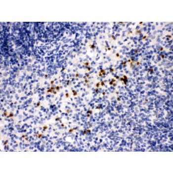 MMP8 Antibody - MMP8 antibody IHC-paraffin. IHC(P): Mouse Spleen Tissue.