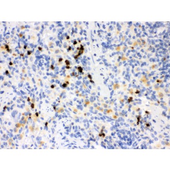 MMP8 Antibody - MMP8 antibody IHC-paraffin. IHC(P): Rat Spleen Tissue.