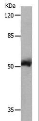 MMP8 Antibody - Western blot analysis of 231 cell, using MMP8 Polyclonal Antibody at dilution of 1:800.
