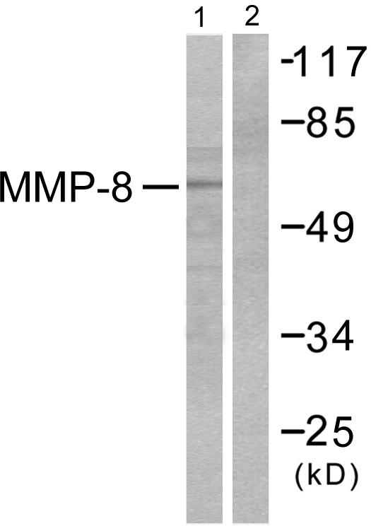 MMP8 Antibody - Western blot analysis of extracts from NIH/3T3 cells, using MMP-8 antibody.