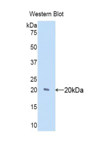 MMP9 / Gelatinase B Antibody - Western blot of recombinant MMP9 / Gelatinase B. This image was taken for the unconjugated form of this product. Other forms have not been tested.