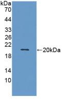 MMP9 / Gelatinase B Antibody - Western Blot; Sample: Recombinant MMP9, Human.