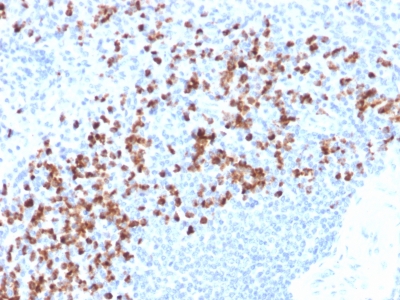 MMP9 / Gelatinase B Antibody - Formalin-fixed, paraffin-embedded human spleen stained with MMP9 Mouse Recombinant Monoclonal Antibody (rMMP9/1769).