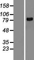 MMP9 / Gelatinase B Protein - Western validation with an anti-DDK antibody * L: Control HEK293 lysate R: Over-expression lysate