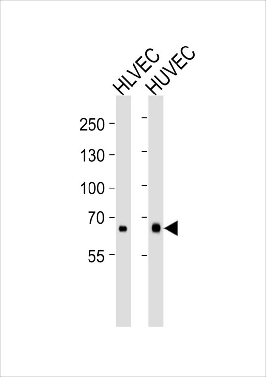 MMRN1 Antibody - Western blot of lysates from HLVEC, HUVEC cell line (from left to right), using MMRN1 Antibody. Antibody was diluted at 1:1000 at each lane. A goat anti-rabbit IgG H&L (HRP) at 1:5000 dilution was used as the secondary antibody. Lysates at 35ug per lane.