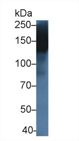 MMRN1 Antibody - Western Blot; Sample: Rat Spleen lysate; Primary Ab: 5µg/ml Rabbit Anti-Rat MMRN1 Antibody Second Ab: 0.2µg/mL HRP-Linked Caprine Anti-Rabbit IgG Polyclonal Antibody