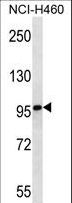 MMRN2 / Emilin 3 / EndoGlyx-1 Antibody - MMRN2 Antibody western blot of NCI-H460 cell line lysates (35 ug/lane). The MMRN2 antibody detected the MMRN2 protein (arrow).