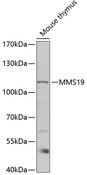 MMS19 Antibody - Western blot analysis of extracts of mouse thymus using MMS19 Polyclonal Antibody at dilution of 1:1000.