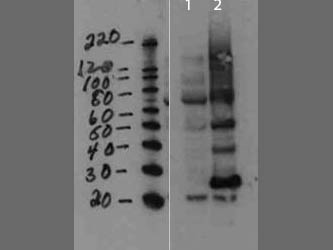 MMTV Antibody - Western Blot of rabbit anti-MMTV antibody. Lane 1: cell lysate negative control. Lane 2: cell lysate spiked with purified virus. Load: 10 µg per lane. Primary antibody: Mouse Mammary Tumor Virus Capsid antibody at 1:1000 for overnight at 4°C. Secondary antibody: rabbit secondary antibody at 1:10,000 for 45 min at RT. Block: 5% BLOTTO overnight at 4°C. Predicted/Observed size: ~26.7kDa, ~28kDa and ~50kDa for MMTV. Other bands: higher bands are not unexpected since proteins are made from a larger precursor.