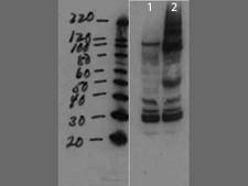 MMTV Antibody - Western Blot of rabbit anti-MMTV antibody. Lane 1: cell lysate negative control. Lane 2: cell lysate spiked with purified virus. Load: 10 µg per lane. Primary antibody: Mouse Mammary Tumor Virus Surface Protein antibody at 1:1000 for overnight at 4°C. Secondary antibody: rabbit secondary antibody at 1:10,000 for 45 min at RT. Block: 5% BLOTTO overnight at 4°C. Predicted/Observed size: ~41.2kDa for MMTV. Other bands: higher bands not unexpected since proteins are made from a larger precursor.