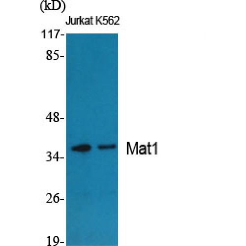 MNAT1 Antibody - Western blot of Mat1 antibody
