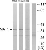 MNAT1 Antibody - Western blot analysis of lysates from HeLa, HepG2, and 293 cells, using MAT1 Antibody. The lane on the right is blocked with the synthesized peptide.