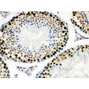 MNAT1 Antibody - MNAT1 antibody IHC-paraffin. IHC(P): Mouse Testis Tissue.