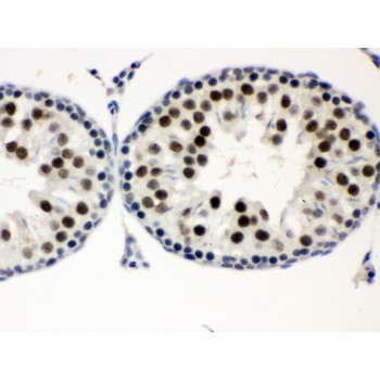 MNAT1 Antibody - MNAT1 antibody IHC-paraffin. IHC(P): Rat Testis Tissue.