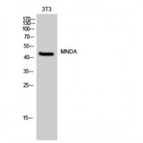 MNDA Antibody - Western blot of MNDA antibody