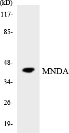 MNDA Antibody - Western blot analysis of the lysates from 293 cells using MNDA antibody.