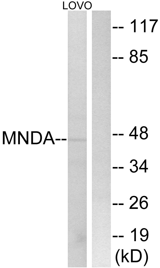 MNDA Antibody - Western blot analysis of lysates from LOVO cells, using MNDA Antibody. The lane on the right is blocked with the synthesized peptide.