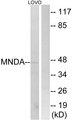 MNDA Antibody - Western blot analysis of extracts from LOVO cells, using MNDA antibody.