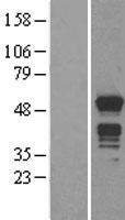 MNDA Protein - Western validation with an anti-DDK antibody * L: Control HEK293 lysate R: Over-expression lysate