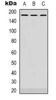 MNK / ATP7A Antibody - Western blot analysis of ATP7A expression in HeLa (A); NIH3T3 (B); rat brain (C) whole cell lysates.