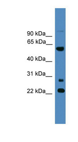 MNS1 Antibody - MNS1 antibody Western blot of 721_B cell lysate. This image was taken for the unconjugated form of this product. Other forms have not been tested.
