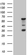 MNS1 Antibody - HEK293T cells were transfected with the pCMV6-ENTRY control. (Left lane) or pCMV6-ENTRY MNS1. (Right lane) cDNA for 48 hrs and lysed. Equivalent amounts of cell lysates. (5 ug per lane) were separated by SDS-PAGE and immunoblotted with anti-MNS1. (1:2000)