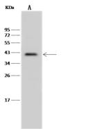 MNX1 / HB9 Antibody - Anti-MNX1 rabbit polyclonal antibody at 1:500 dilution. Lane A: Mouse spleen tissue lysate. Lysates/proteins at 30 ug per lane. Secondary: Goat Anti-Rabbit IgG (H+L)/HRP at 1/10000 dilution. Developed using the ECL technique. Performed under reducing conditions. Predicted band size: 41 kDa. Observed band size: 41 kDa.