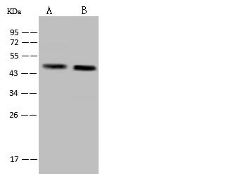 MOAP1 / MAP1 Antibody - Anti-MOAP1 rabbit polyclonal antibody at 1:500 dilution. Lane A: 293 Whole Cell Lysate. Lane B: U-251 MG Whole Cell Lysate. Lysates/proteins at 30 ug per lane. Secondary: Goat Anti-Rabbit IgG (H+L)/HRP at 1/10000 dilution. Developed using the ECL technique. Performed under reducing conditions. Predicted band size: 40 kDa. Observed band size: 45 kDa.