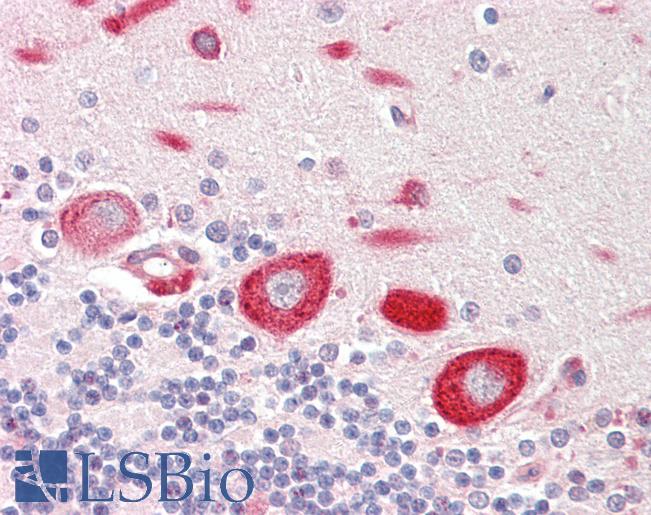 MOB1A Antibody - Human Brain, Cerebellum: Formalin-Fixed, Paraffin-Embedded (FFPE).  This image was taken for the unconjugated form of this product. Other forms have not been tested.