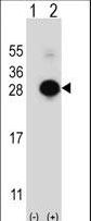 MOB1A Antibody - Western blot of MOBKL1B (arrow) using rabbit polyclonal MOBKL1B Antibody. 293 cell lysates (2 ug/lane) either nontransfected (Lane 1) or transiently transfected (Lane 2) with the MOBKL1B gene.