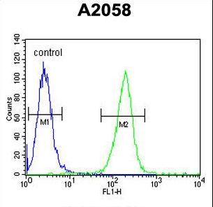 MOB1A Antibody - MOBKL1B Antibody flow cytometry of A2058 cells (right histogram) compared to a negative control cell (left histogram). FITC-conjugated goat-anti-rabbit secondary antibodies were used for the analysis.