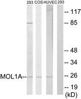 MOB1A Antibody - Western blot analysis of extracts from 293 cells, COS-7 cells and HUVEC cells all treated with IFN (2500U/ml, 30mins), using MOL1A antibody.