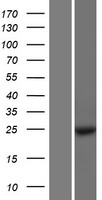 MOB1A Protein - Western validation with an anti-DDK antibody * L: Control HEK293 lysate R: Over-expression lysate